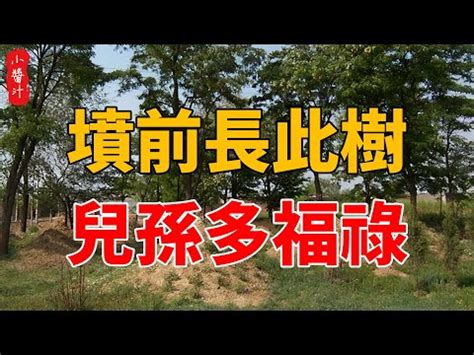 墳墓上長樹|【墳墓上長樹】驚！墳墓上長樹好嗎？揭密：影響風水。